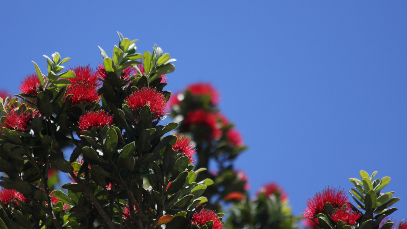 Red pohutukawa flowers against a bright blue sky in January 2015